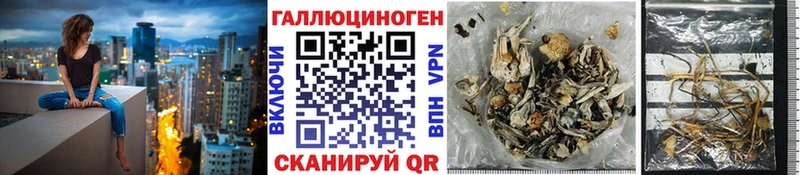 дарнет шоп  Кушва  Галлюциногенные грибы Psilocybe 